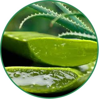 Aloe Barbadensis Leaf Extract