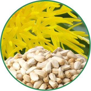 Carthamus Tinctorius Safflower Seed Oil