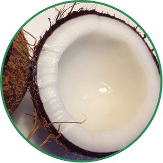 Cocos Nucifera Coconut Oil
