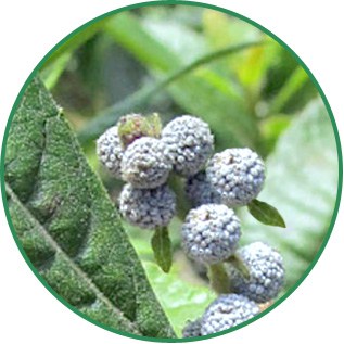 Myrica Pubescens Fruit Wax