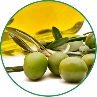 Olea Europaea Olive Fruit Oil