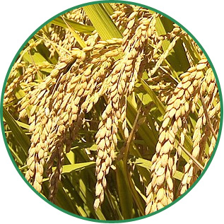 Oryza Sativa Rice Bran Wax