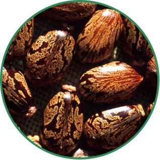 Ricinus Communis Castor Seed Oil