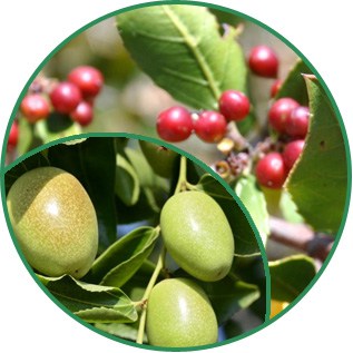 Jojoba Seed Oil