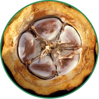 Theobroma Cacao Cocoa Seed Butter