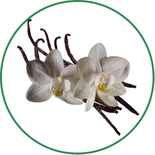 Vanilla Planifolia